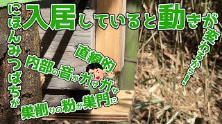 二ホンミツバチが入居していると動きがこうなります「探索蜂が来て自然入居までの1週間」和歌山県紀の川市