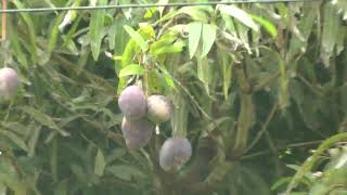 blue Mango tree on St. Lucia in the Caribbean