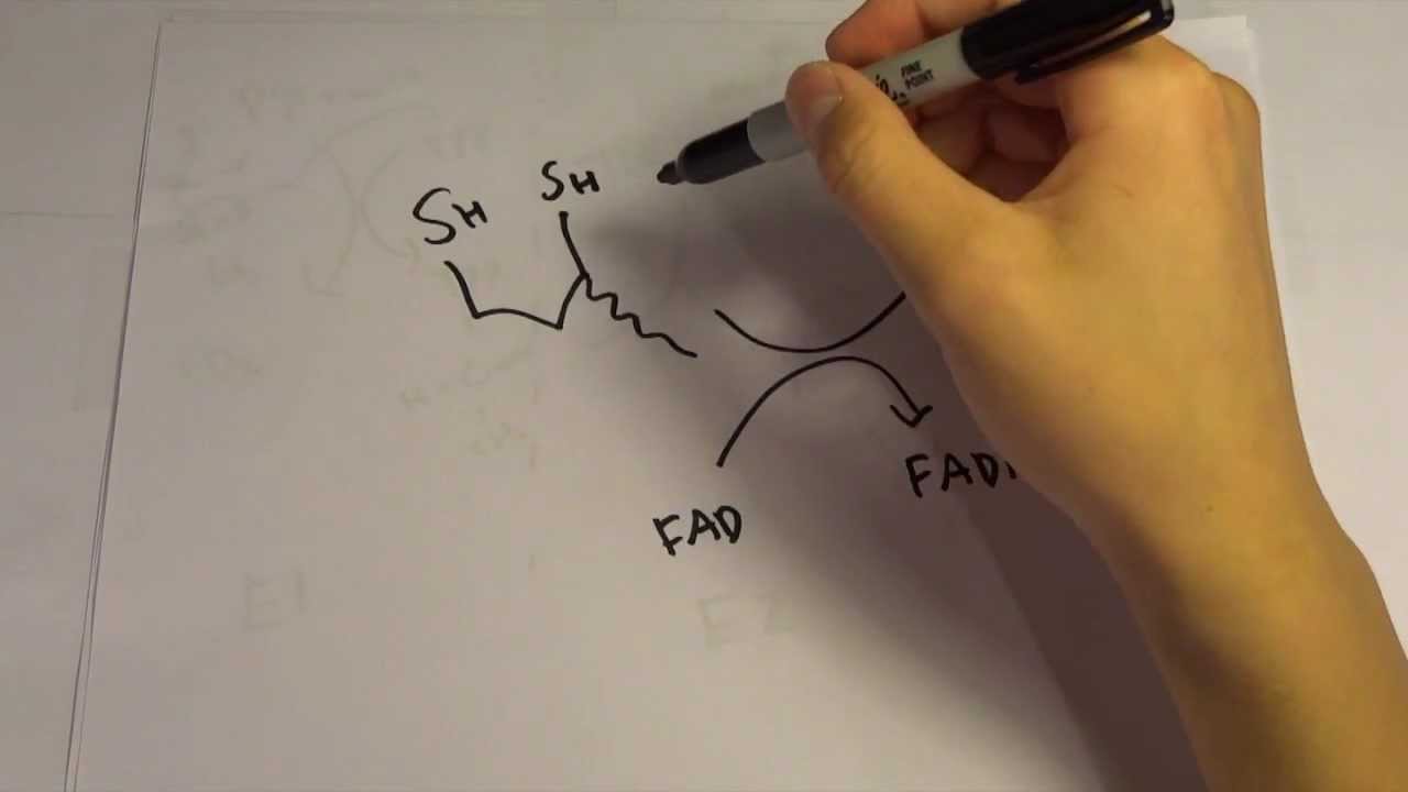 Pyruvate Dehydrogenase Complex (PDC) Lec