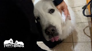 無視したり甘えたり…小悪魔対応をするルンルンです　Great Pyrenees　グレートピレニーズ