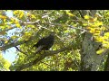 Bald Eagle released after being found injured at Harrison Bay State Park