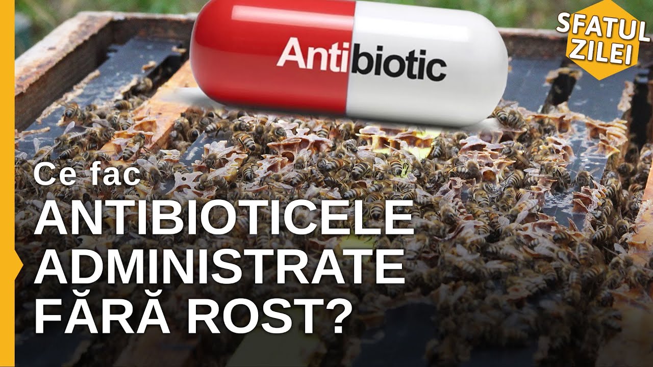 Ce fac antibioticele administrate fara rost ?