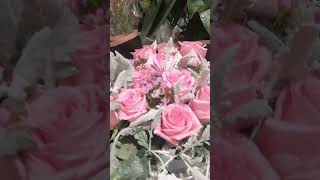 beautiful flowers pinkrose shorts shortvideo