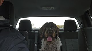 My Wirehaired Pointing Griffon PT. 2