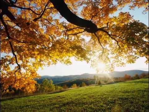 Arbol sin raices Roberto Orellana LETRA - YouTube