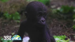 Gorilla Keeper's Update on Baby K by Cleveland Metroparks Zoo 2,517 views 3 months ago 1 minute, 20 seconds
