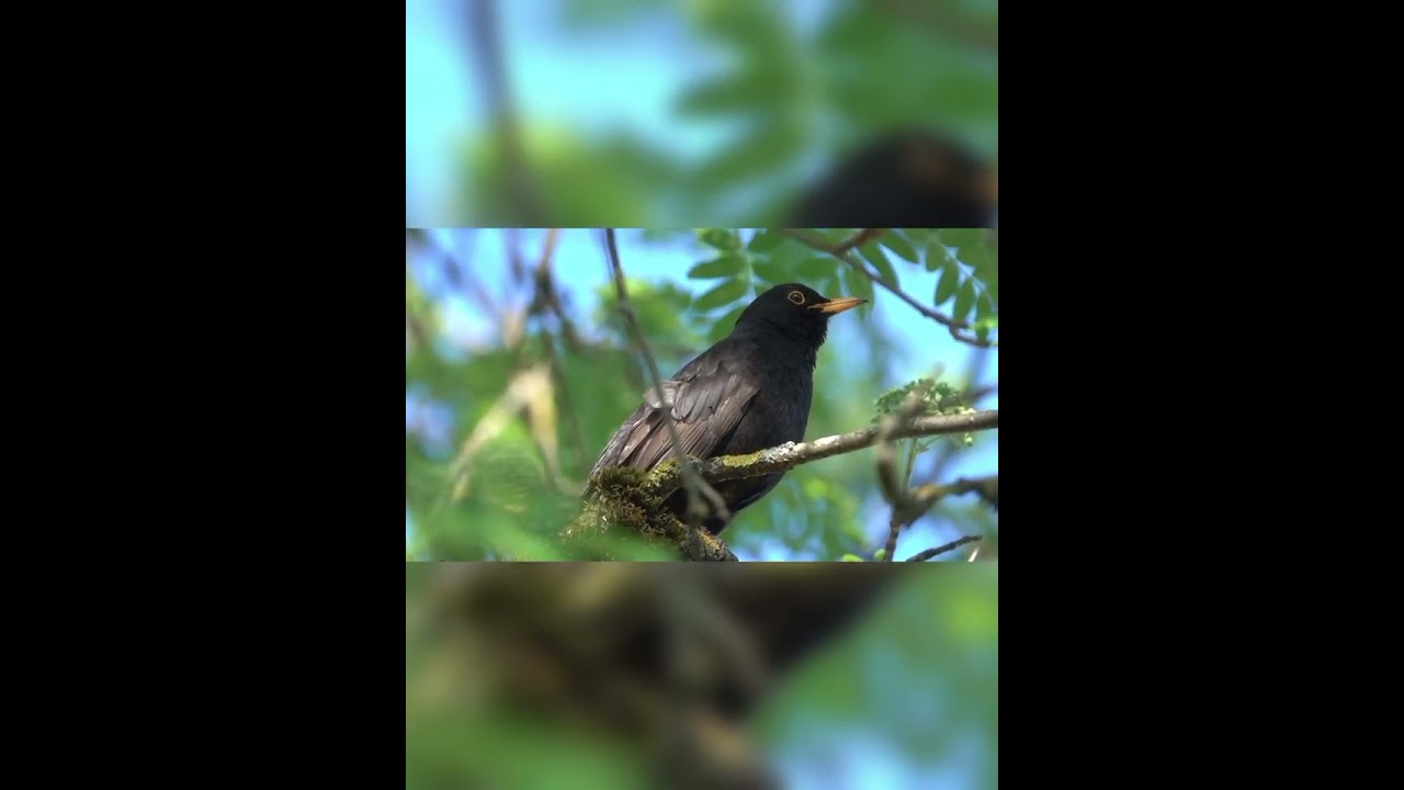 Black sunbird chirping with full vigor ! this is a male in eclipse plumage .