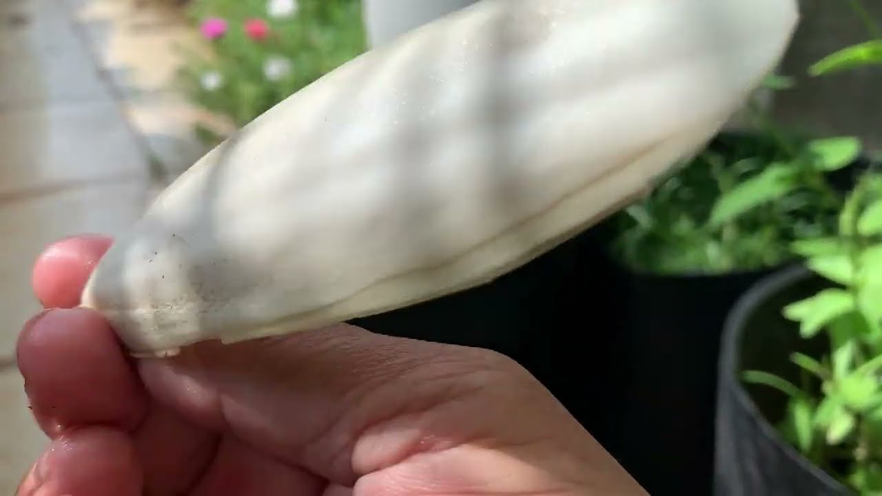 Lá sương sâm tươi giá bao nhiêu