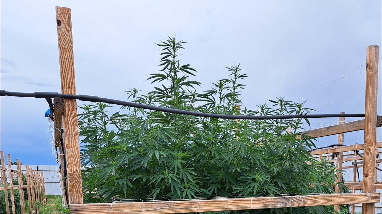 Aug 6 outdoor Arizona cannabis grow 420