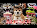 Crypto friday roaring kitty shib pepe wif  memes  bitcoin shibainutoken pepe meme