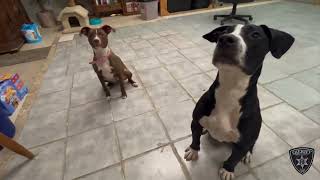 BCSO: Bondable Pups