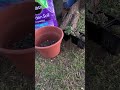 Planting Succulents