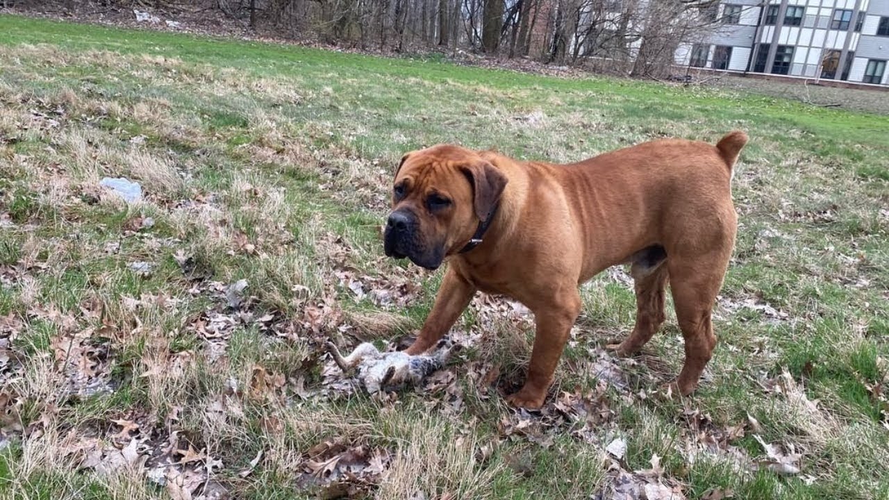 South african Boerboel Best livestock guardian dog. Animal story