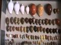 My seashells collection  ma collection de coquillages cypraea conus cowries murex