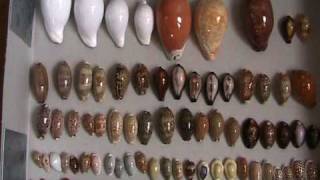 My seashells collection / Ma collection de coquillages (cypraea, conus, cowries, murex...)