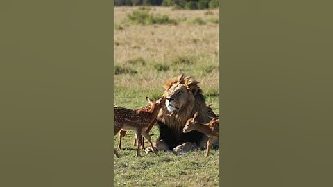Confused Lion Surrounded by Dozens of Playful Fawns in the Wild #AI #Sora #OpenAI