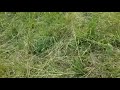 KF16: Mixed Pasture @ 18/01/2023. aftert 36 days of grazing. Started grazing 12/12/2022.