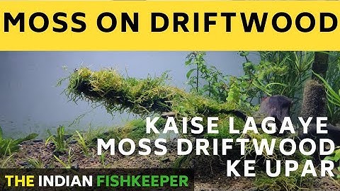How to attach Java Moss to Driftwood
