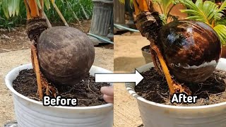 How to paint coconut bonsai shells and make them shine |  ini cara mengkilatkan batok bonsai kelapa