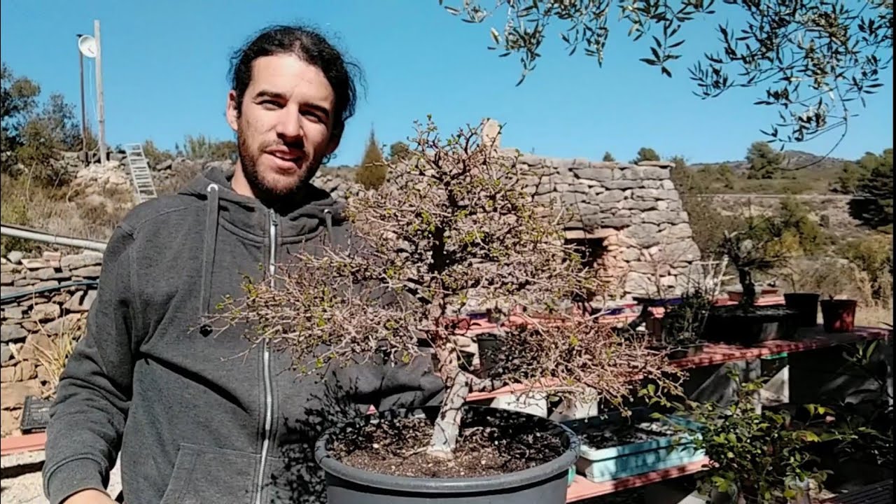 Poda drástica a un olmo chino bonsái