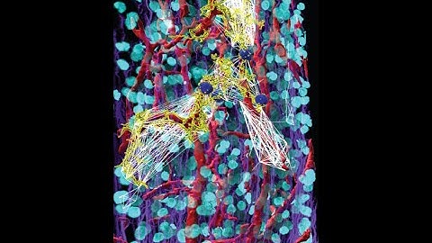 Part 2 Segmentation and Connectivity Networks