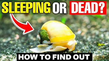 How To Tell If A Snail Is Dead (Or Is It Just Sleeping?)