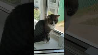 #коты #cat #моякошка #кот #кошка #видосыоткота #веселыекоты #красиваякошка