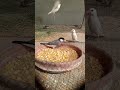 Java Sparrows Love Corn Best Healthy Soft Food For Birds