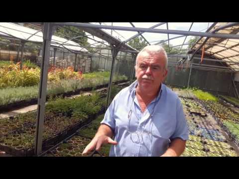 Video: Cura delle piante di timo strisciante - Come piantare la copertura del terreno di timo strisciante