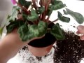 Цикламен (Cyclamen). Как поступить с покупным цикламеном. How to proceed with the purchase cyclamen.