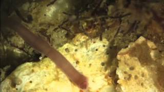 Nemertean Ribbon-Worm Swallowing Prey
