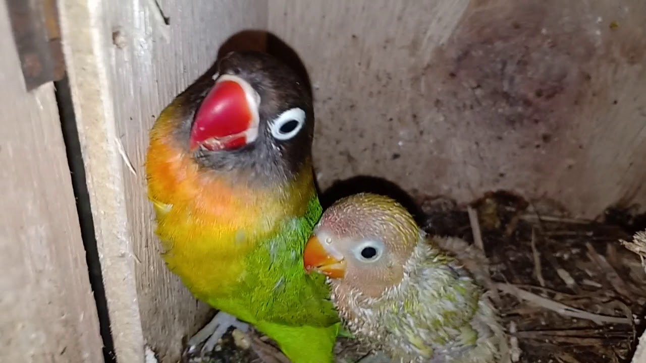 anakan lovebird usia 15 sampai 20 hari 