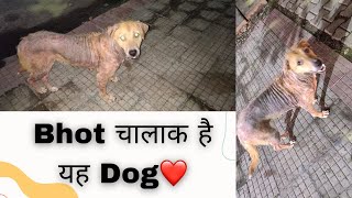 MANGE | A Dangerous Illness For Dogs | Dwarka Feeder