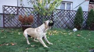 Pablo Playing  Presa Canario