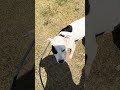 Fizz video