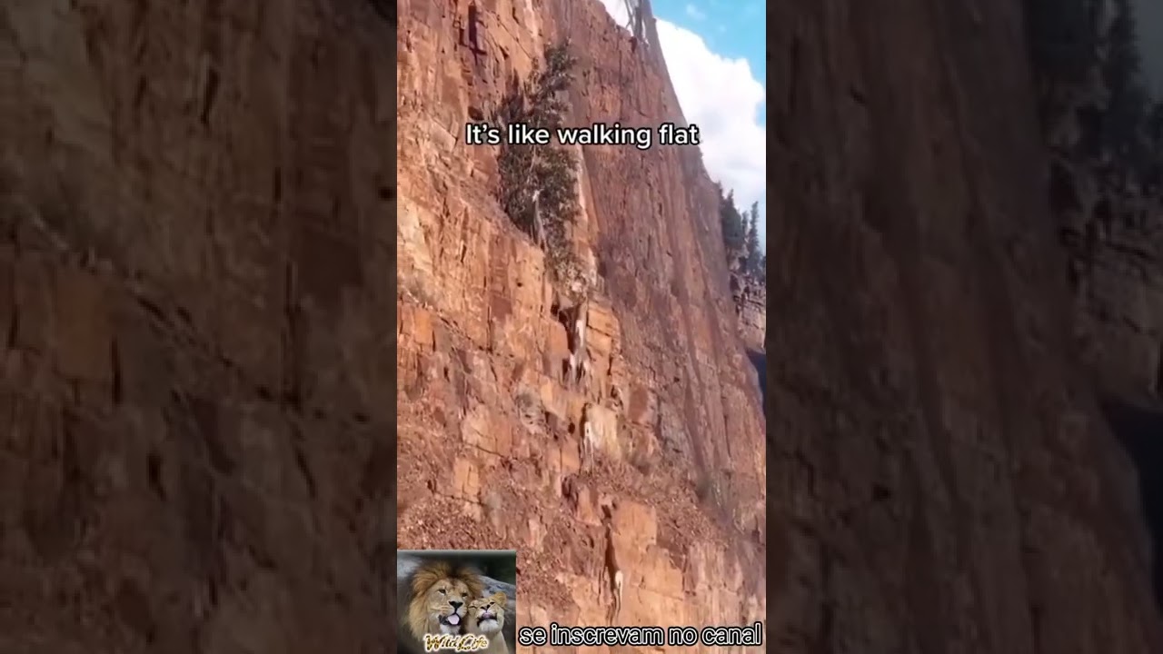 IMPRESSIONANTE COMO AS CABRAS SOBEM AS MONTANHAS, ENVIE PRO AMIGO ALPINISTA