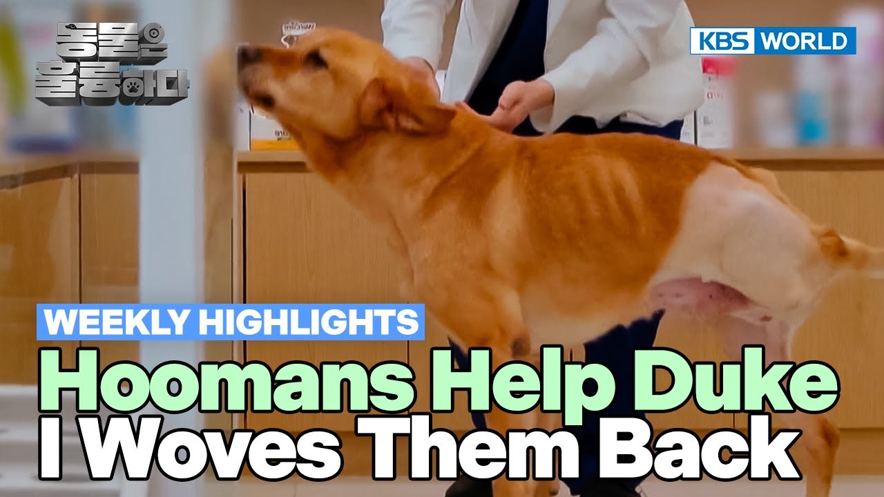 [Weekly Highlights] Animals Are Incredible!🥰 [Animals Are Incredible] | KBS WORLD TV 250430