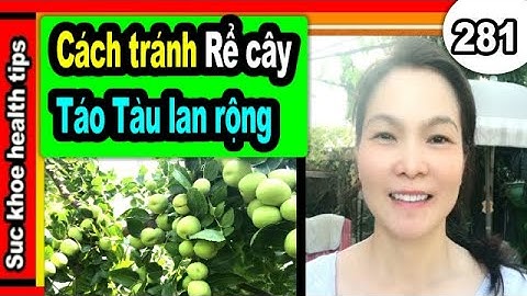 Cách tránh RỄ cây táo tàu LAN RỘNG, #281 growing Jujube, Plant care tips, suc khoe health tips