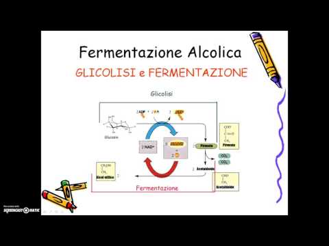 Video: Produzione Fermentativa Efficiente Di D-lattato Polimerico Da Parte Di Un Bacillus Sp. Alcalifilico Ingegnerizzato. Ceppo In Condizioni Non Sterili