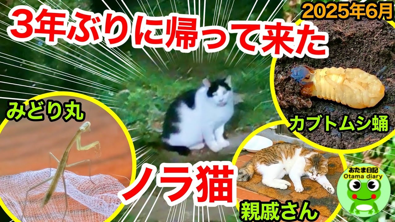 Otama Diary 290 A cat appeared in the garden for the first time in