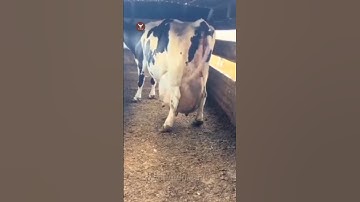 How cows are milked in big dairy farms?