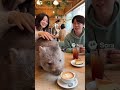 ウォンバットと触れ合える『ウォンバットカフェ』