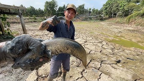 Bắt Cá Cạn Trúng Cặp Cá Lóc - TT1571