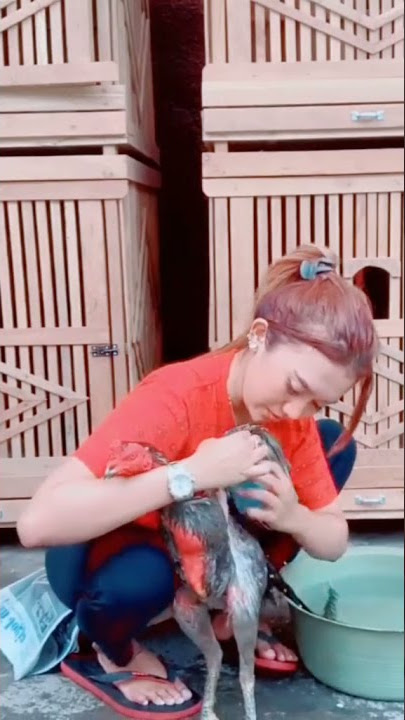 Botoh cantik indonesia hobi ayam laga