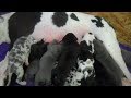 Sweet Moments Of Great Dane Giving Birth And Feeding Puppies Process