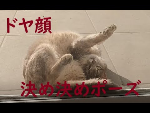 猫とストレッチ/chat et stretching/Yoga Cat - YouTube