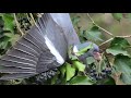 Colombacci equilibristi - Balancing Wood pigeons (Columba palumbus)