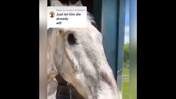 skeleton horse irl be like