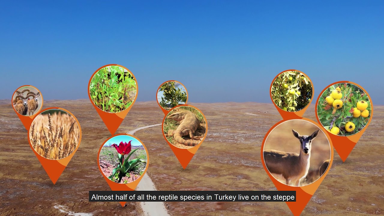 The steppe, much more than meets the eye.