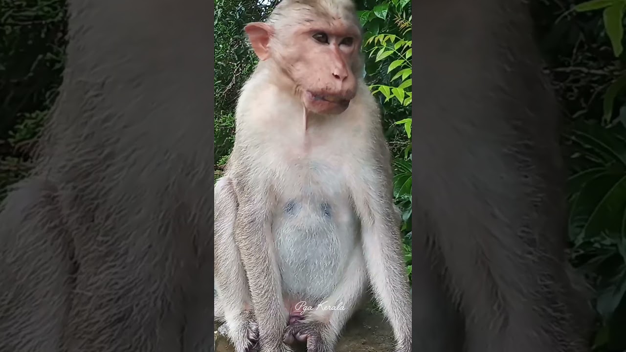The different face of a poor monkey.  macaca. monkey. macaque. bandar. primates. 